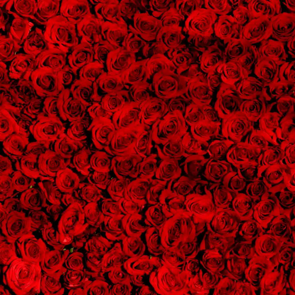 Mats Rondin, Staffan Scheja & Mats Bergström