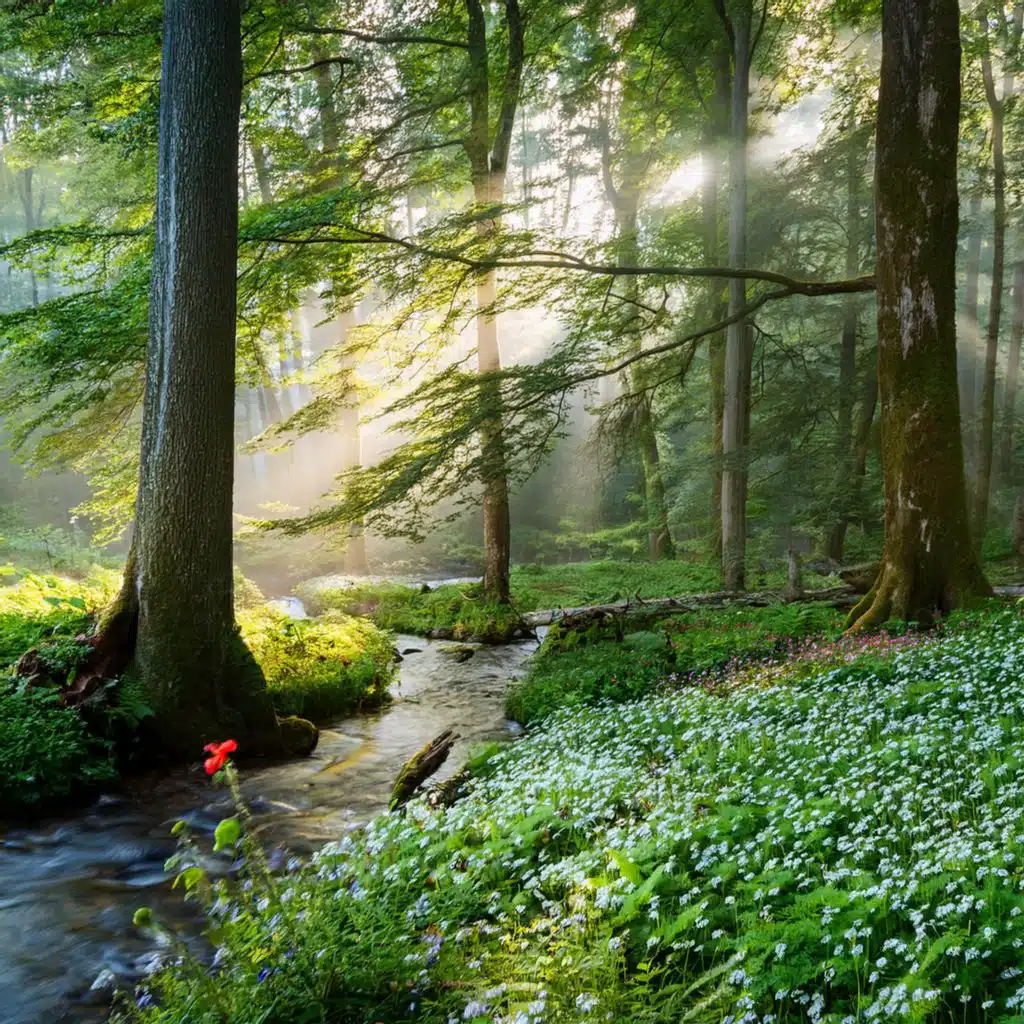 Entrar En La Relajación: Viaje De Tonos Relajantes