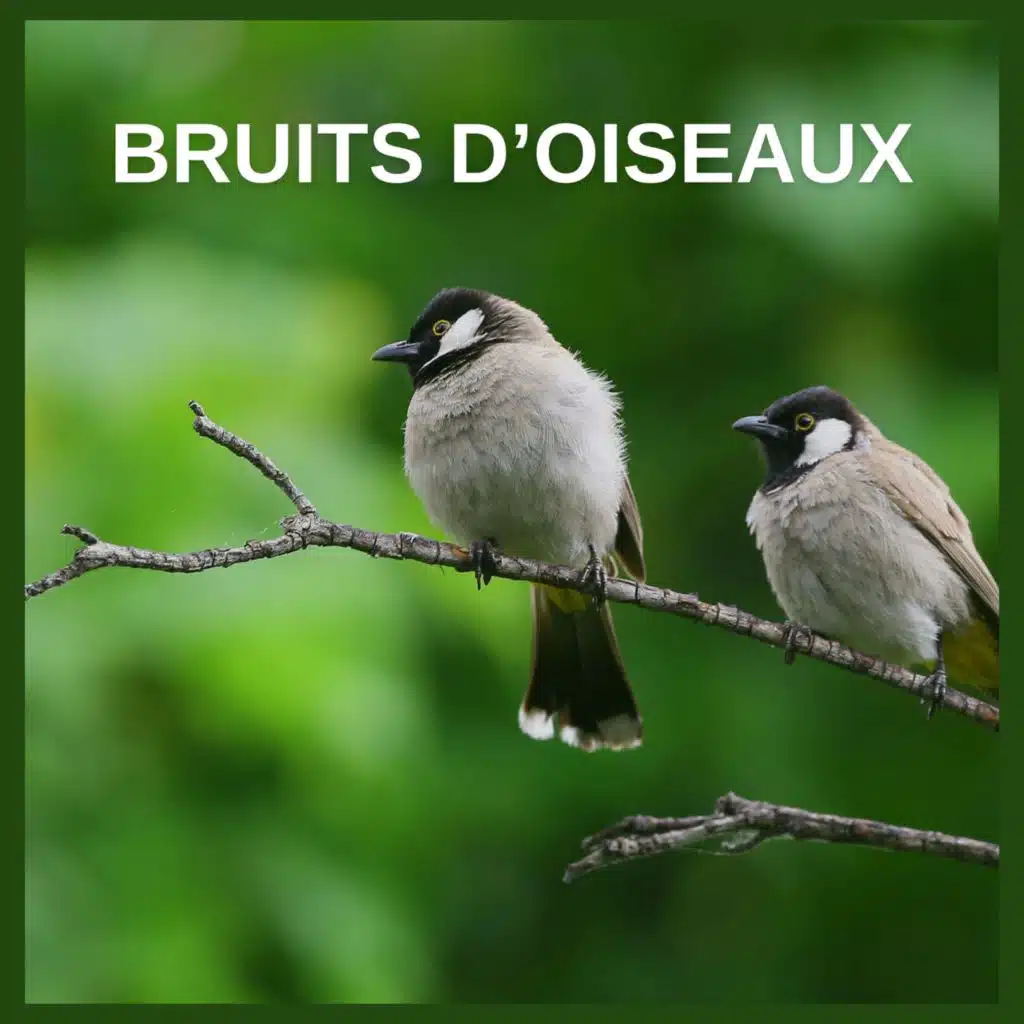 Bruits d´Oiseaux (31)