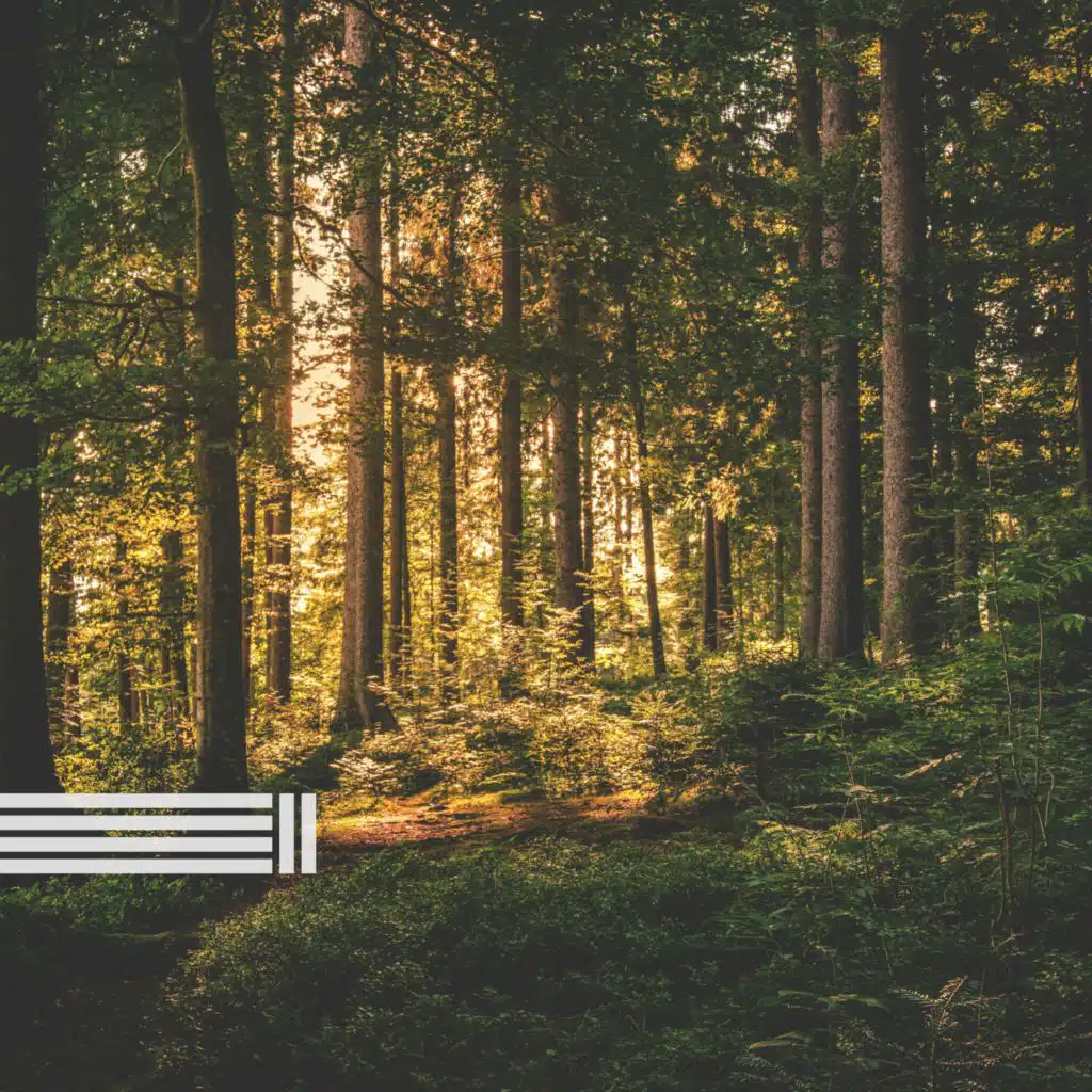 Sons De Pássaros Cantando, Reserva de Sons Naturais & Sons Da Floresta