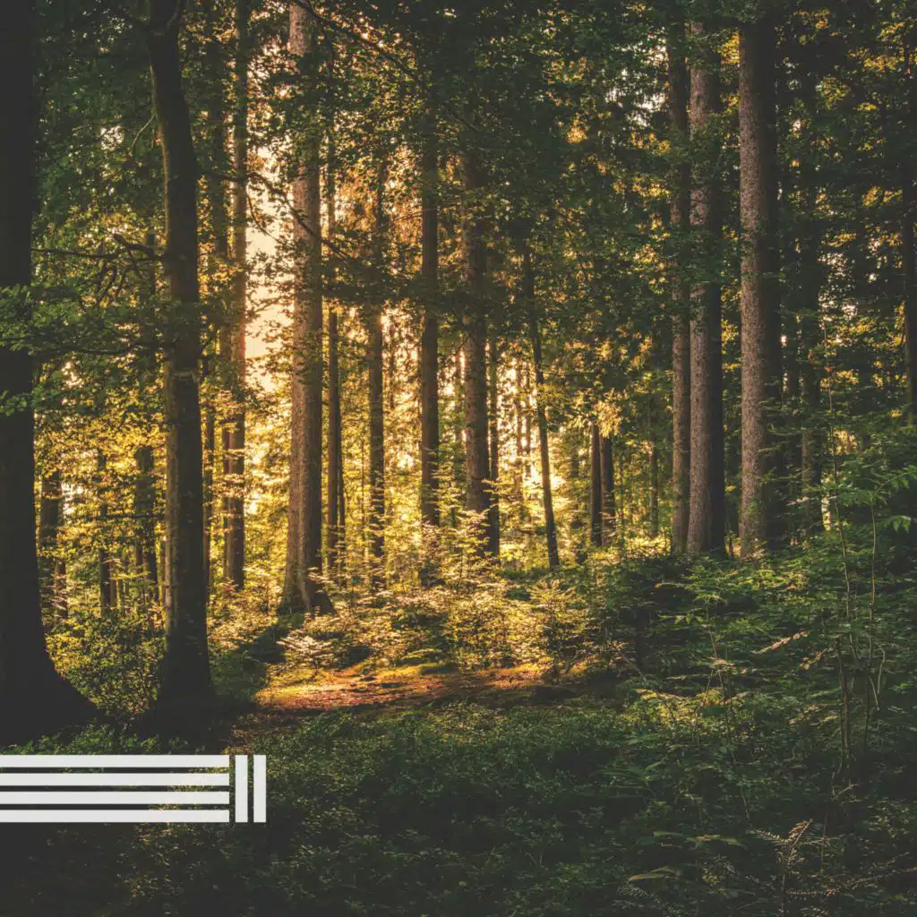 Pájaros En El Bosque, Sonidos Del Bosque & Zona de Sonidos de la Naturaleza
