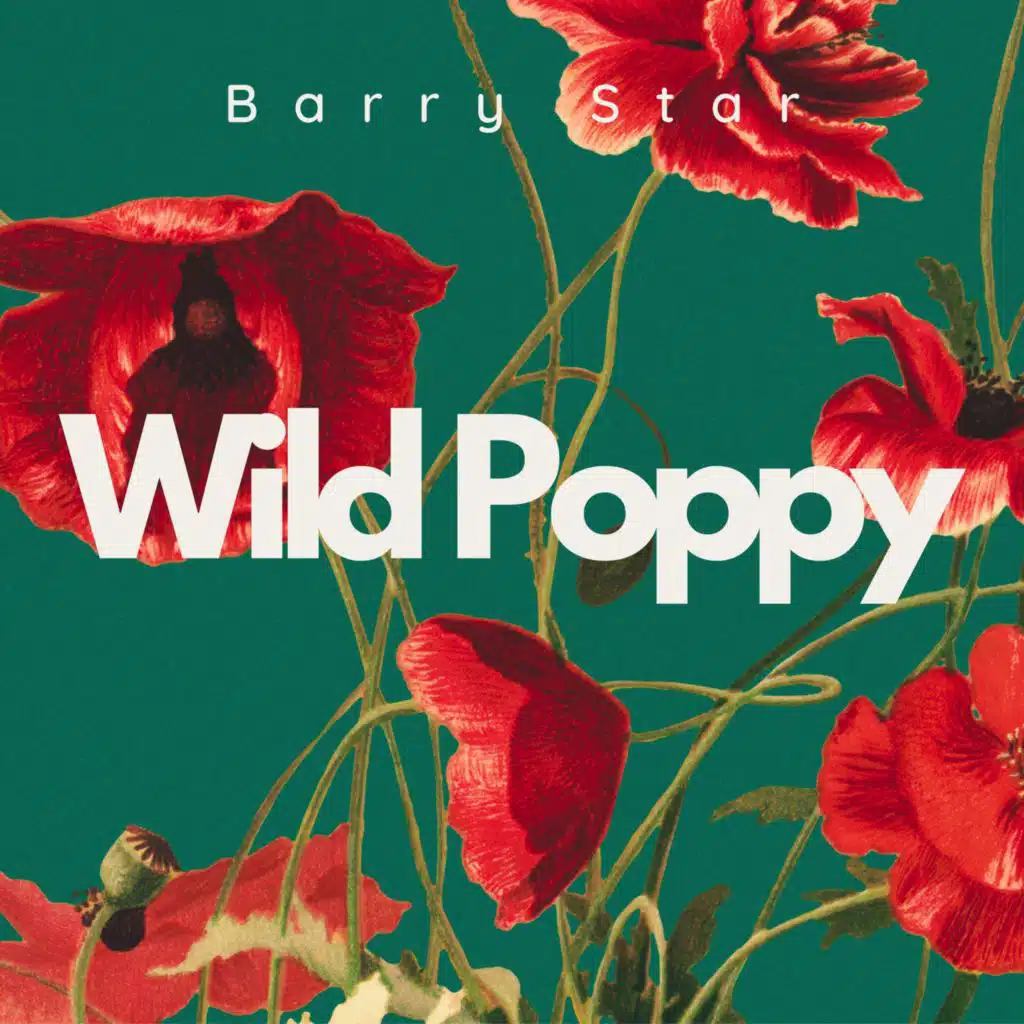 Wild Poppy