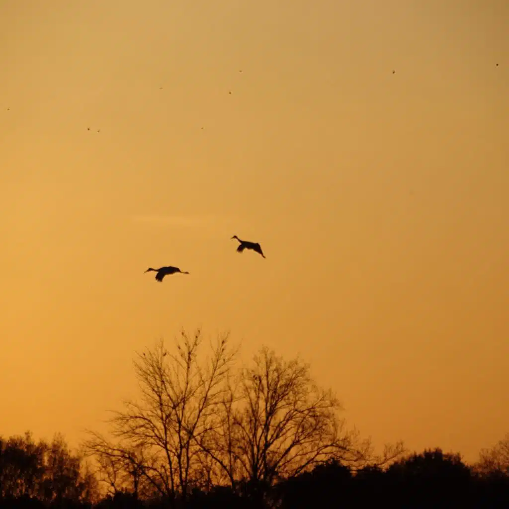 Sandhill crane management under debate in Wisconsin