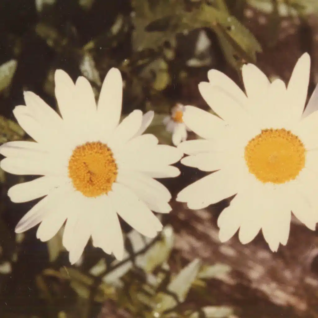 Jesse (Acoustic Version) [feat. Day Wave]