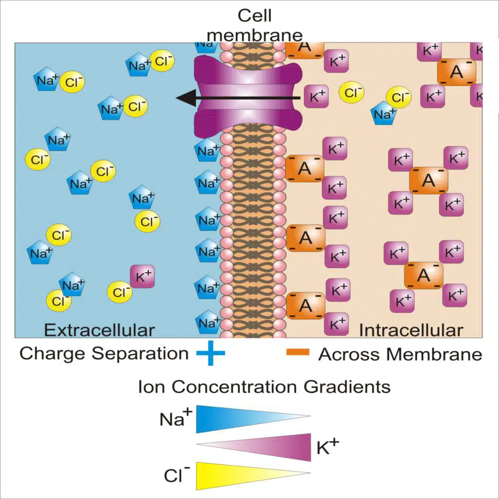 Cell Membrane Potential and Ion Balance