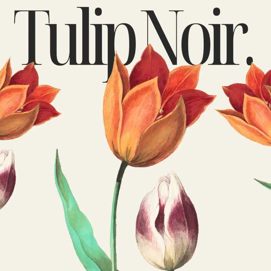 A Tulip's Sigh for Love