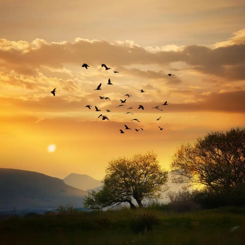 Ritmos De Relajación: Música Para Relajarse