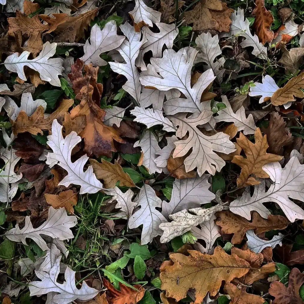 Ep. 505 - Leave the Dang Leaves!