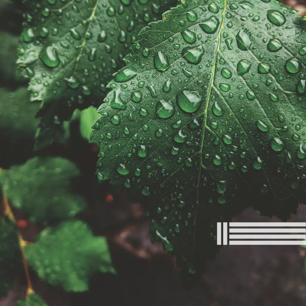 雨の音, Amané & サウンドオブネイチャーゾーン