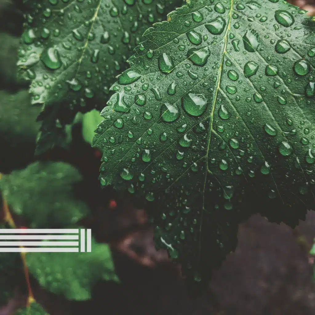 Som De Chuva, Reserva de Sons Naturais & Zona de Sons da Natureza