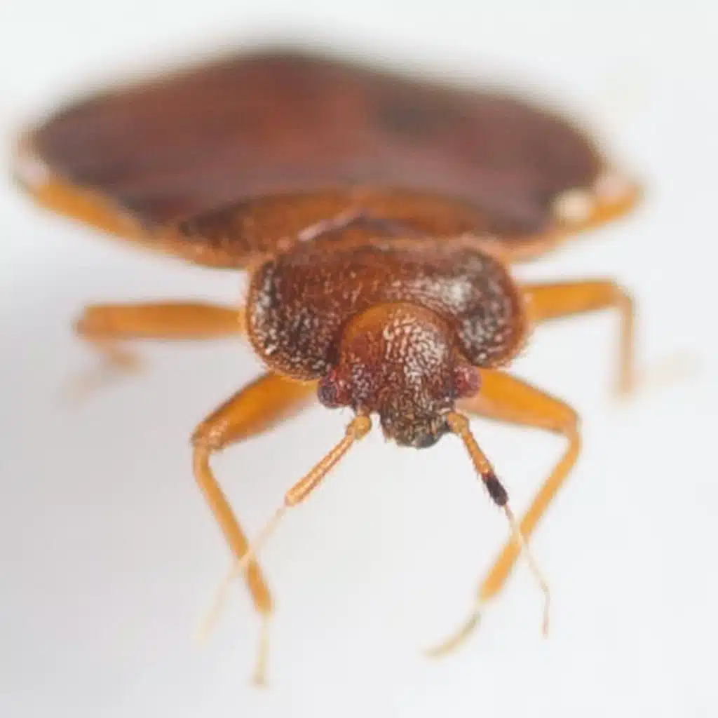 Have the French bed bugs made their way to Ireland.