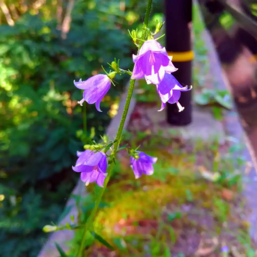 Wildflowers