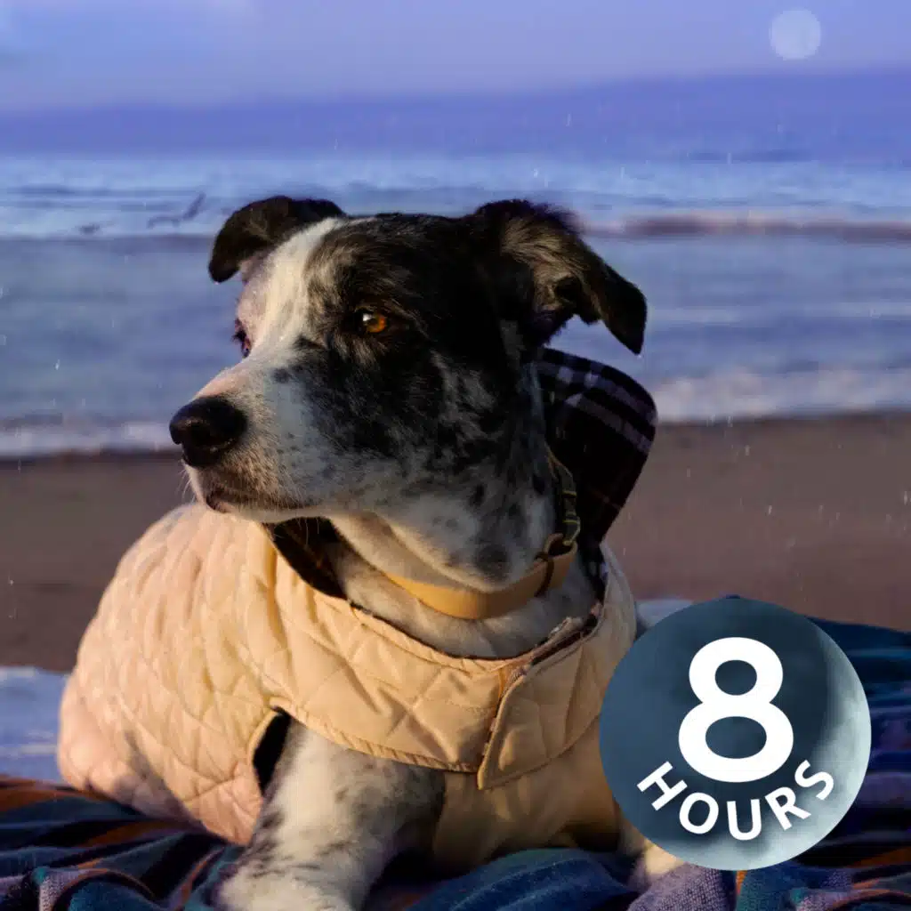 Light Rain + Ocean Waves to Help Calm Anxious Dogs & Stop Barking | 8 Hours