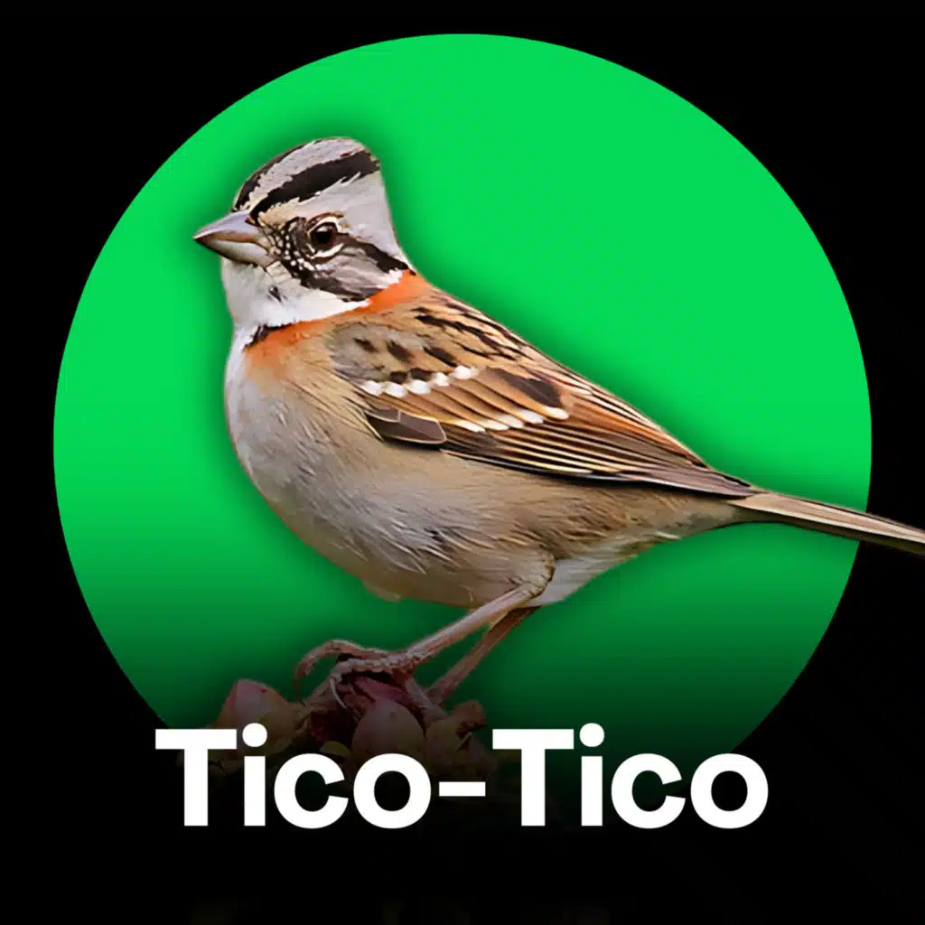 Tico-Tico - Cantos Fibra (Treinamento)