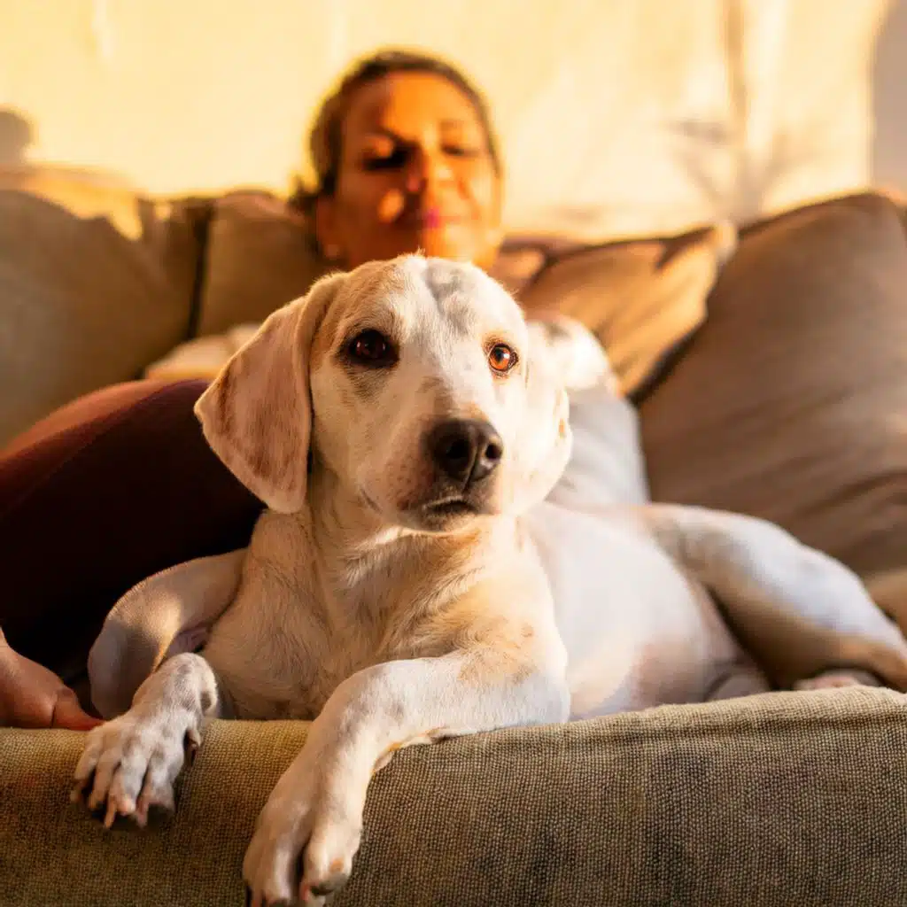 Cuidado Suave Para Mascotas: Música Lofi Para Confort