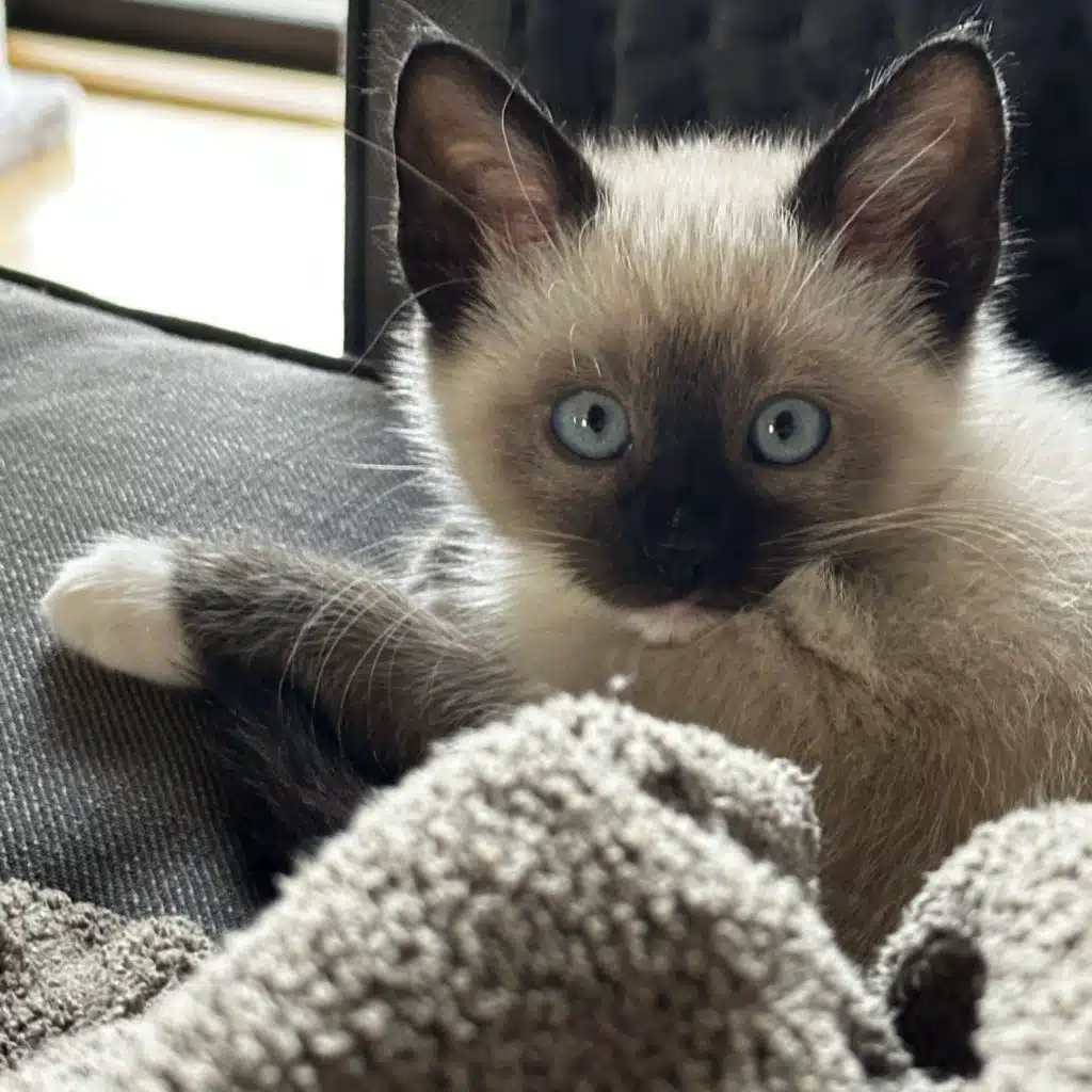 Tankie Group Therapy #29: No disclaimers necessary