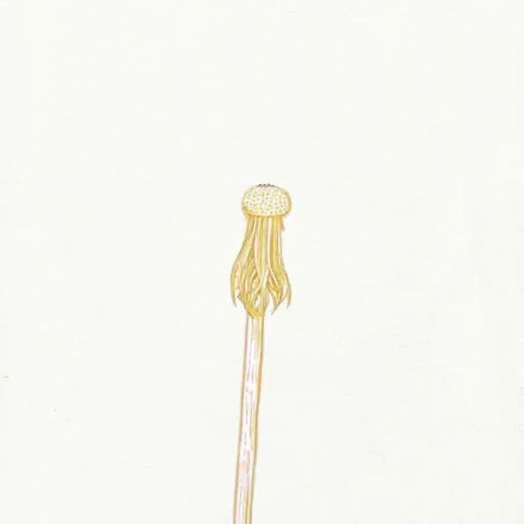 Dandelion (Stripped)
