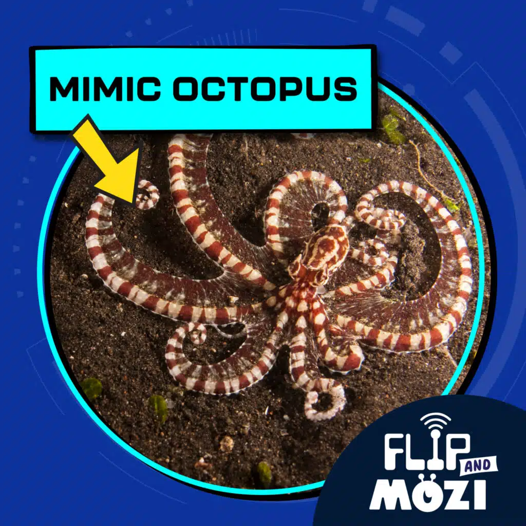 Mimic Octopus