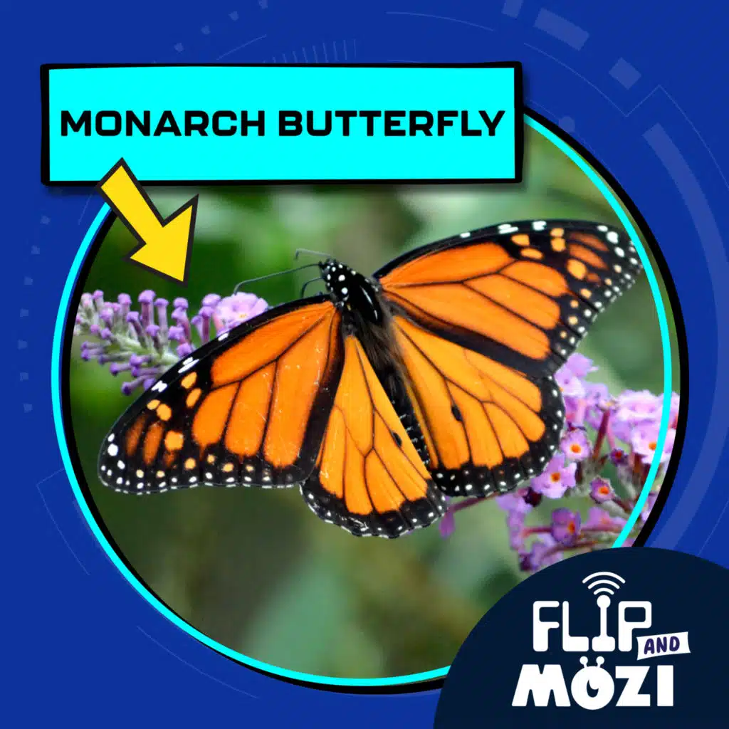 Monarch Butterfly