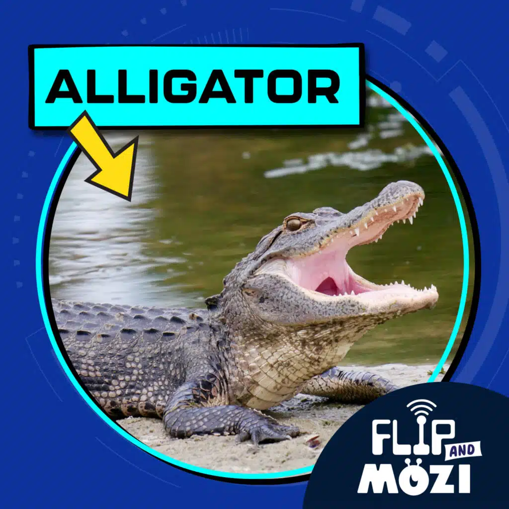 Alligator