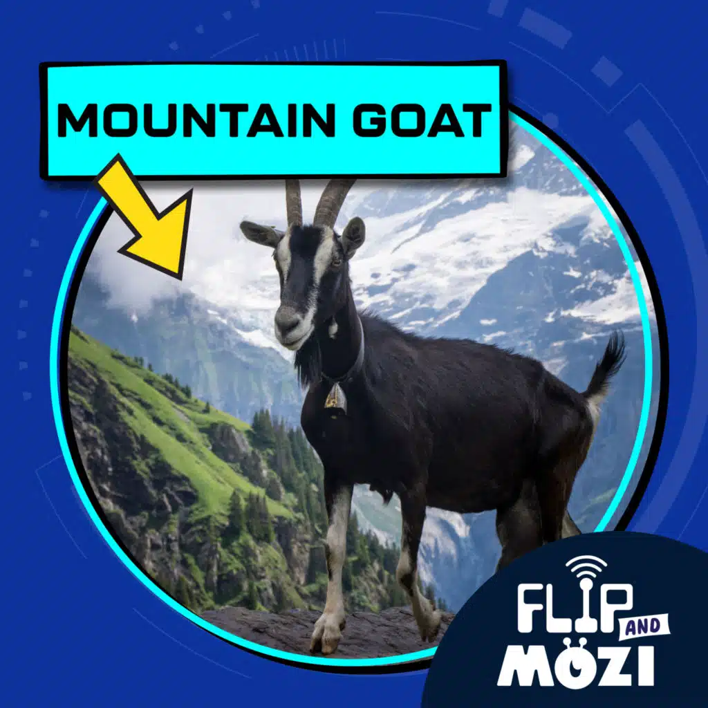 Mountain Goat
