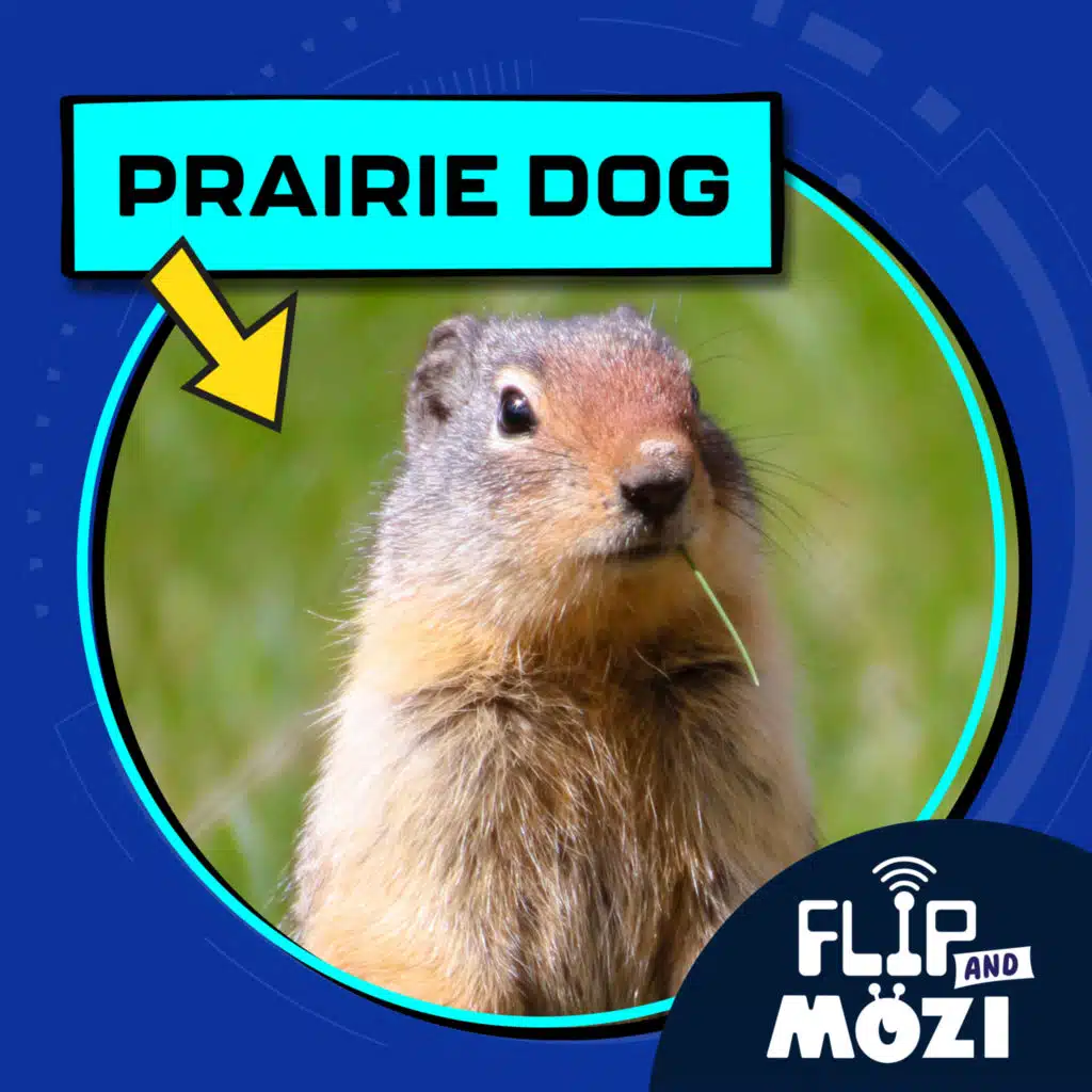 Prairie Dog