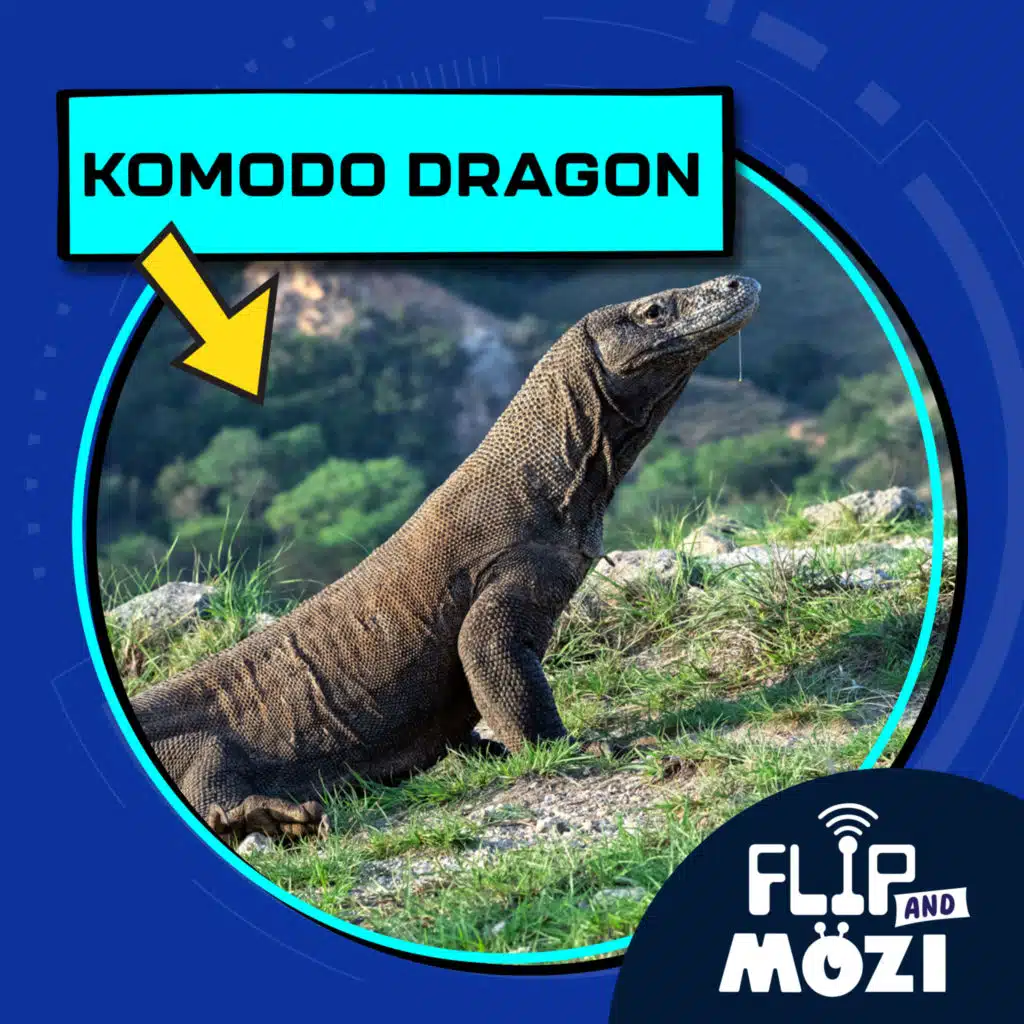 Komodo Dragon (12/29/22)