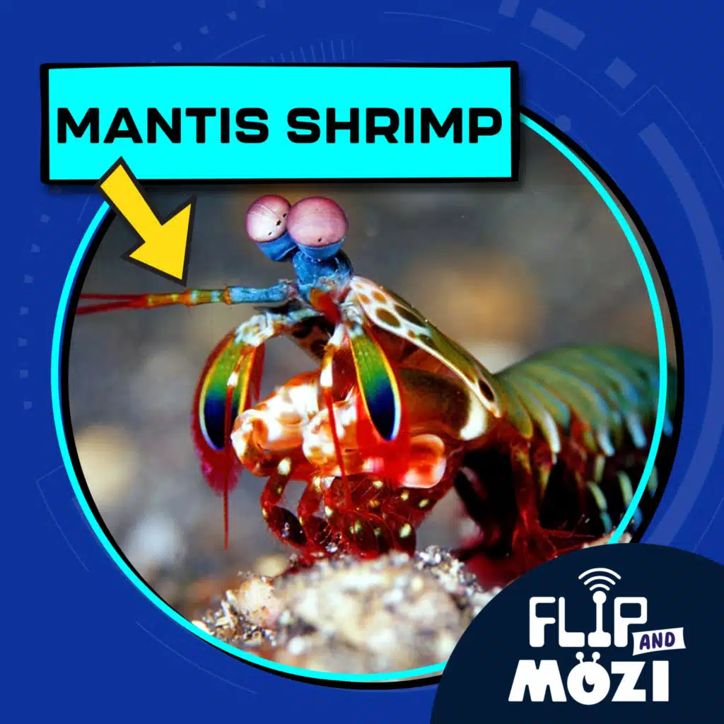Mantis Shrimp (4/6/23)