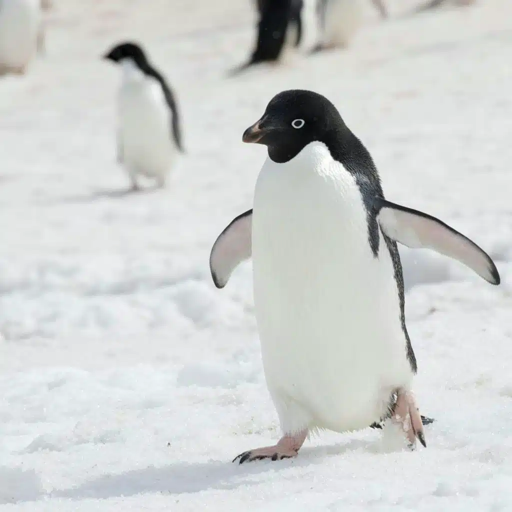 A harsh life among ‘super over-caffeinated’ penguins (reprise)