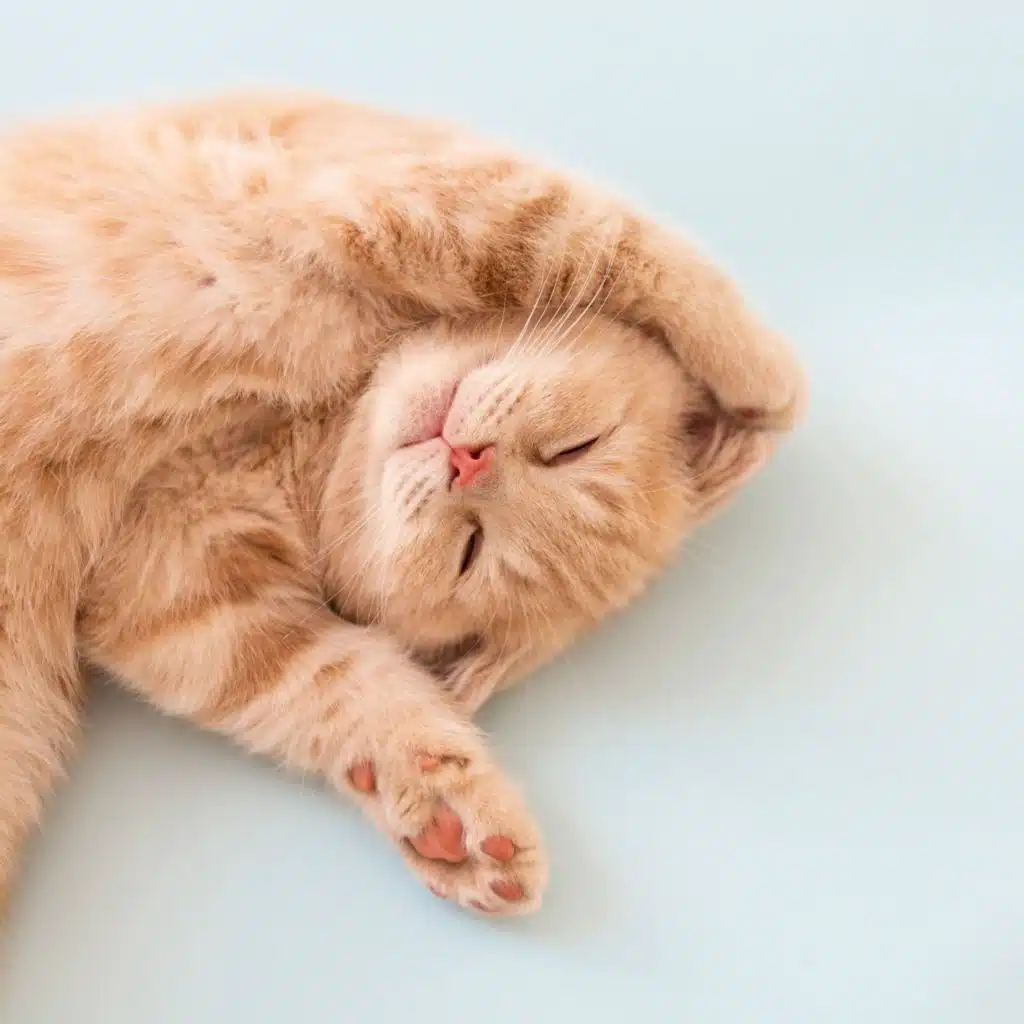Calm Lullabies Cats Sleep