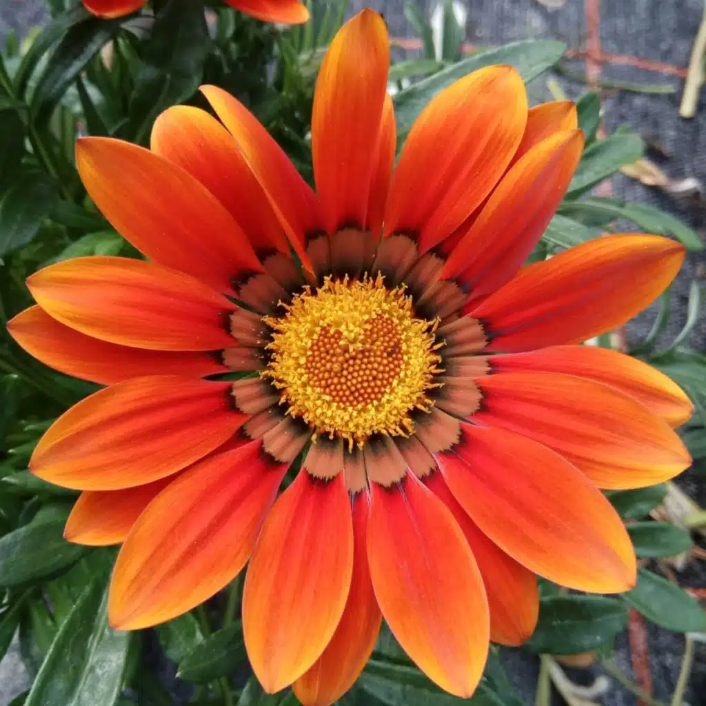 Marina (Live) [feat. Salonorchester Münster, Peter Schneider & Thomas Kässens]