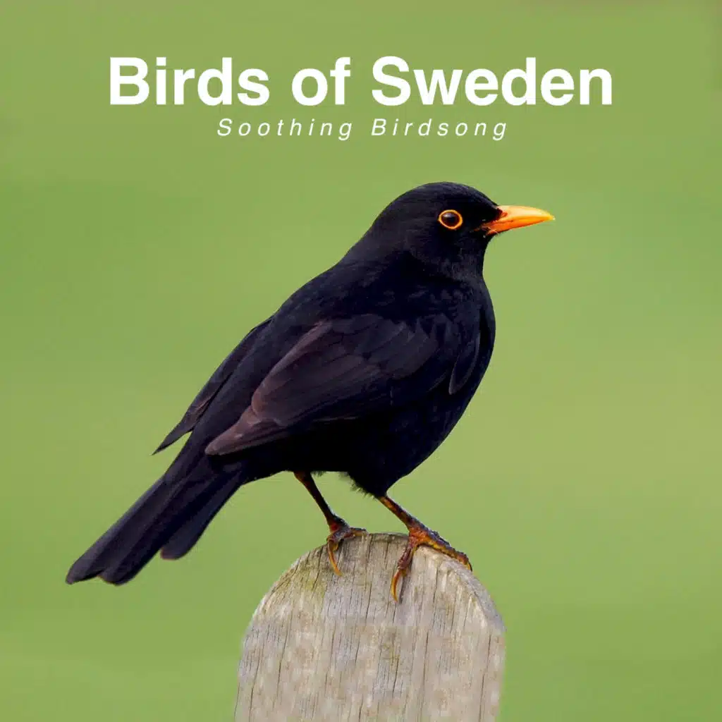 Birds of Sweden