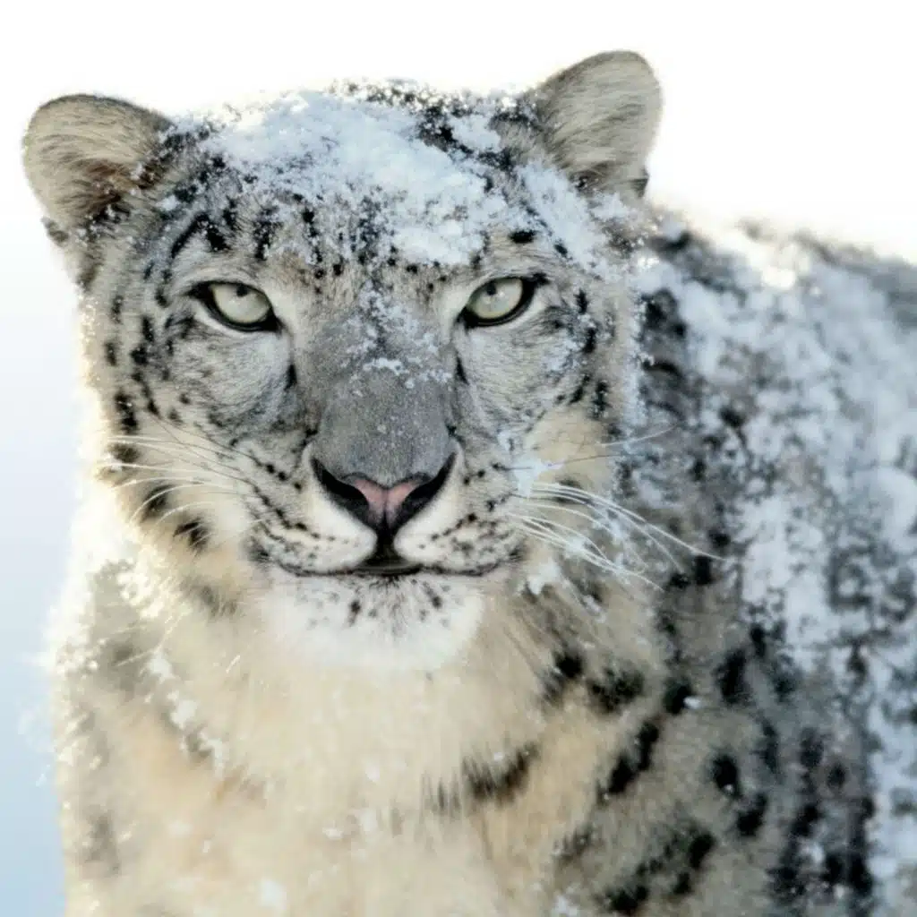 272: Mac OSX Snow Leopard 2