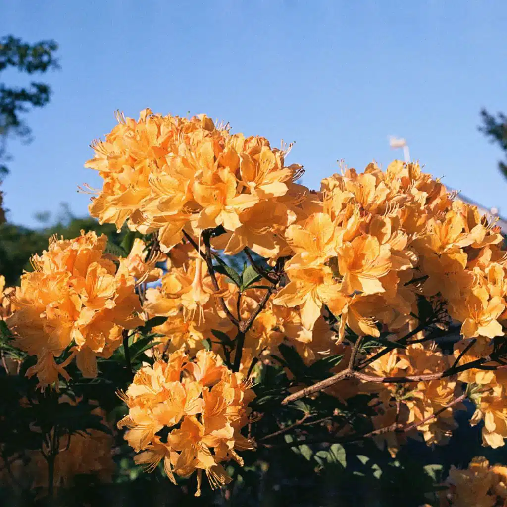 Harlan Silverman & Ana Kula