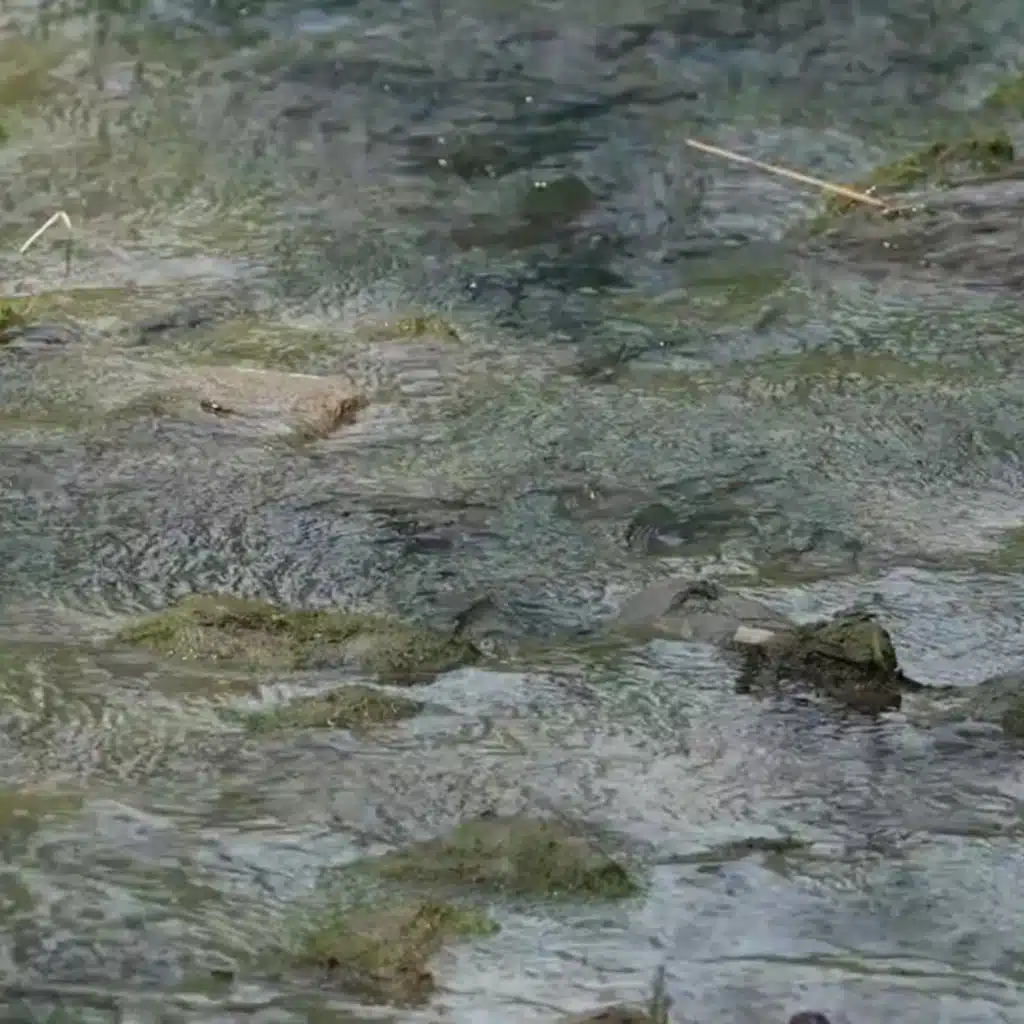 Rippling Reverie
