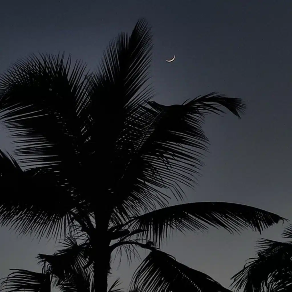 BITCHES & BACARDI / TSUNAMI