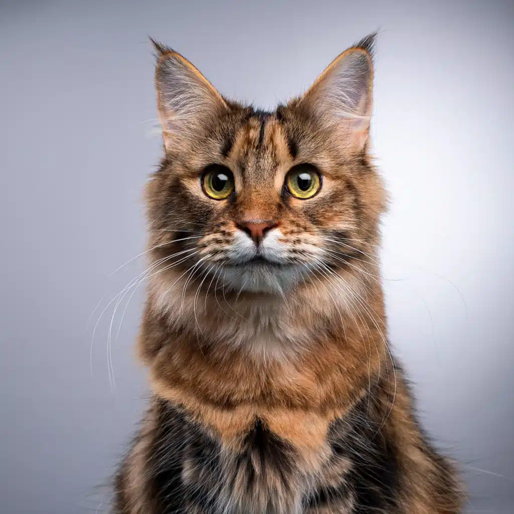 Ritmos Del País De Los Sueños: Ritmos De Hip Hop Para Gatos