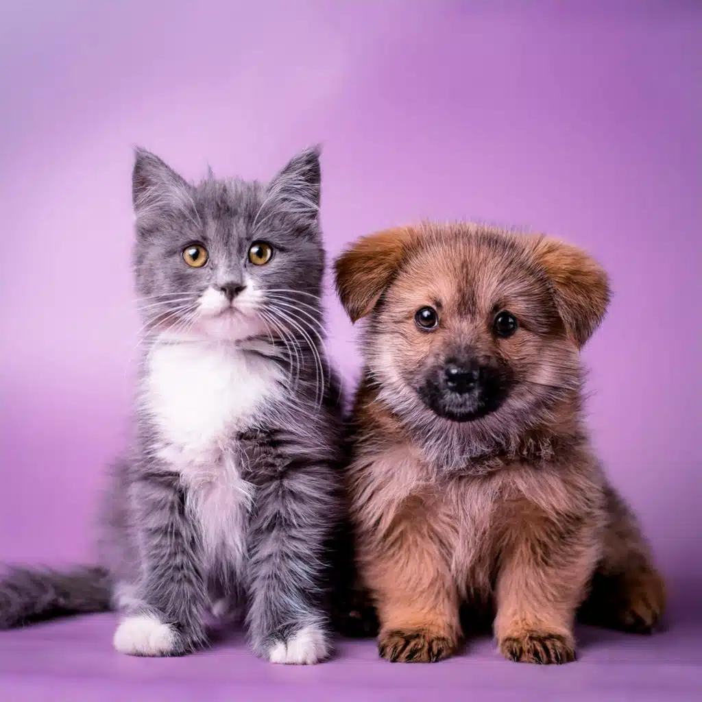 Momentos Tranquilos De Lofi Para Mascotas