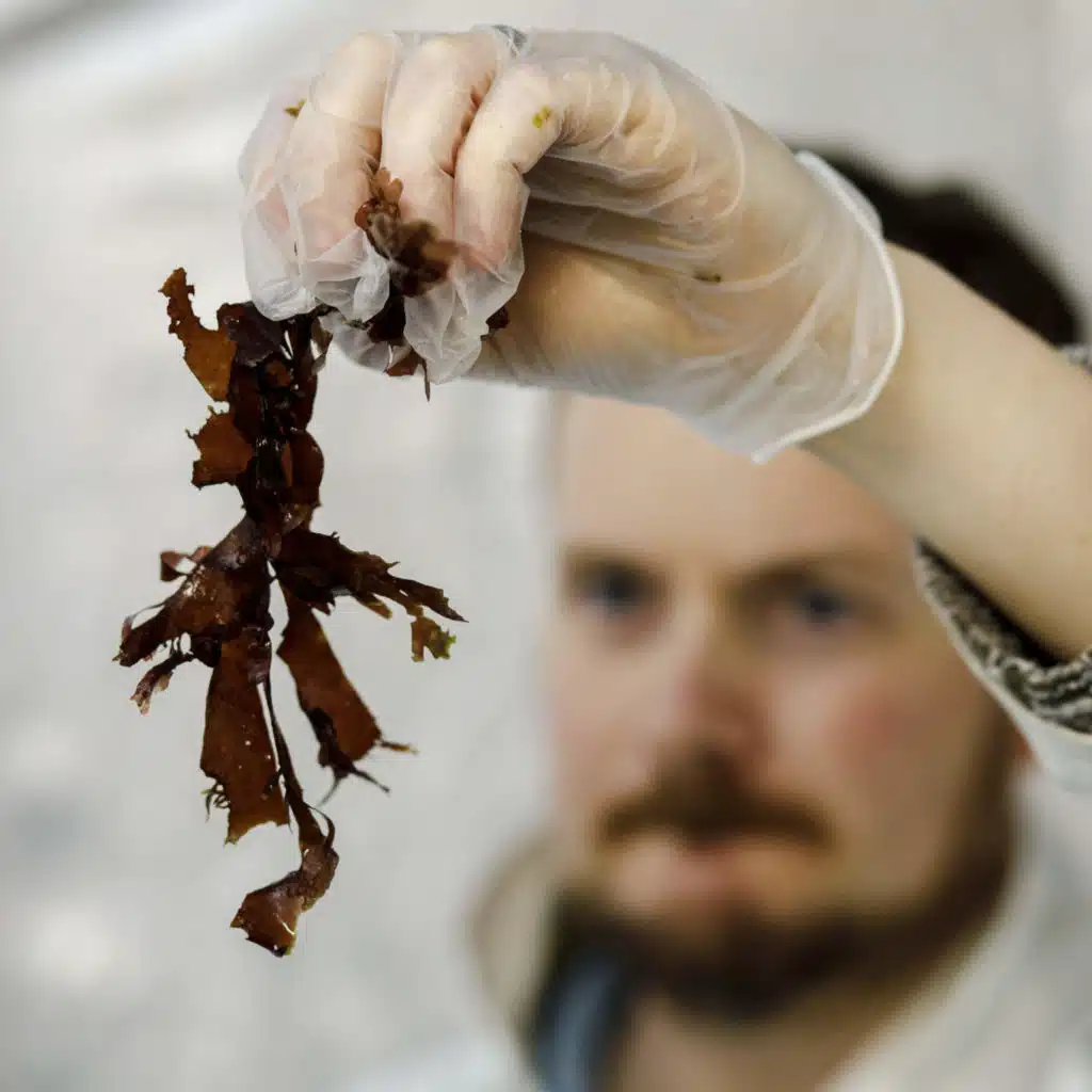Seaweed is piling up on beaches. This robot might be its match