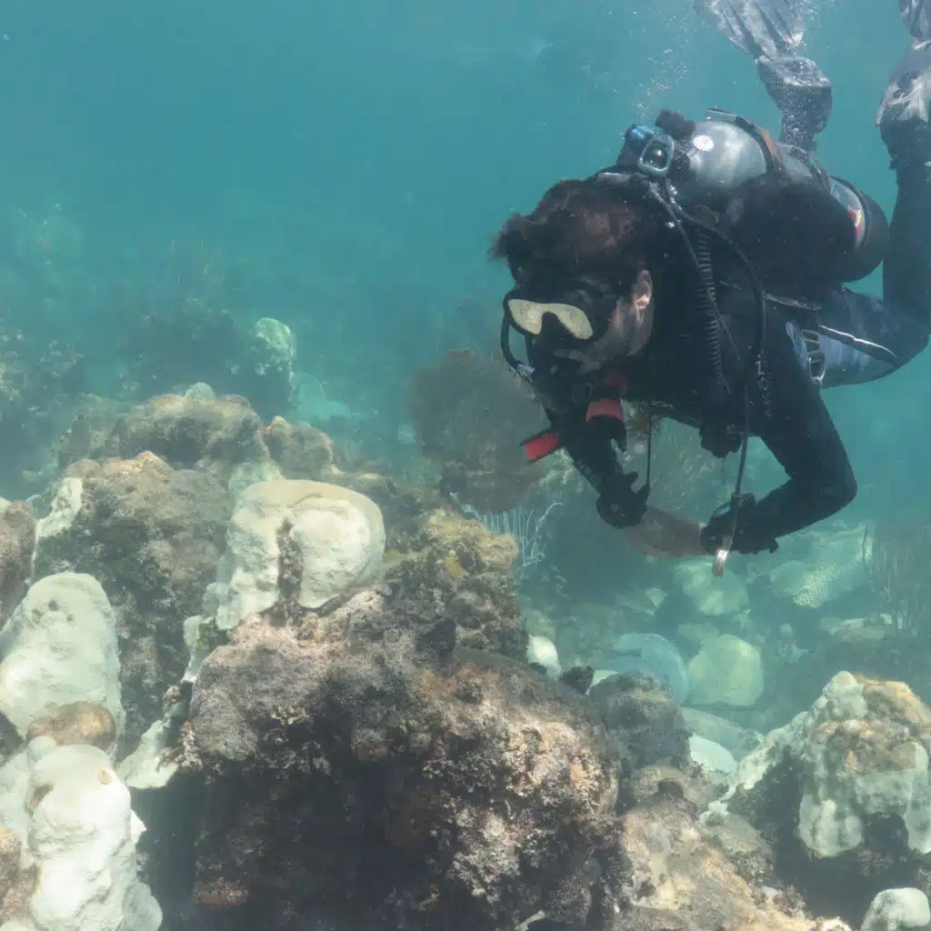 Florida Corals Are Dying. Can A 'Coral Gym' Help Them Survive?