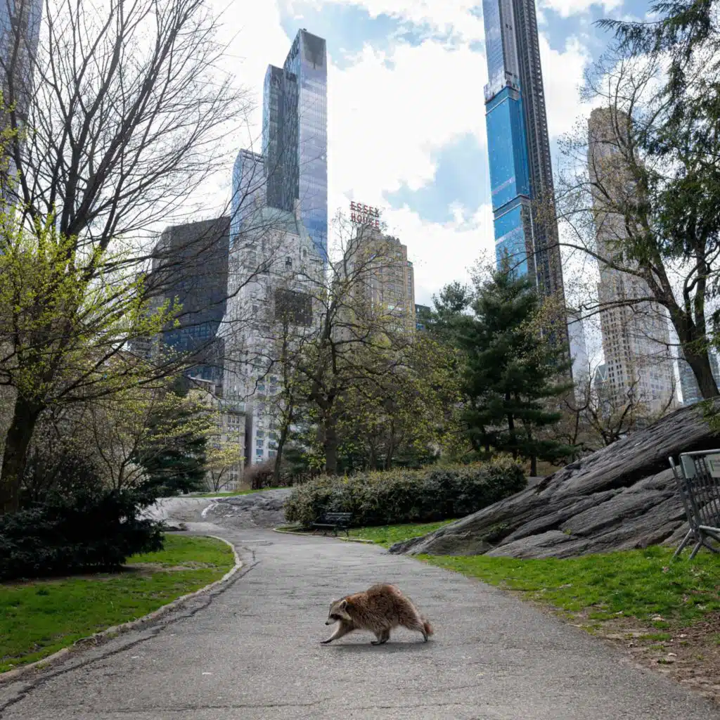 Sky Vaccines: Ridding Raccoons Of Rabies En Masse