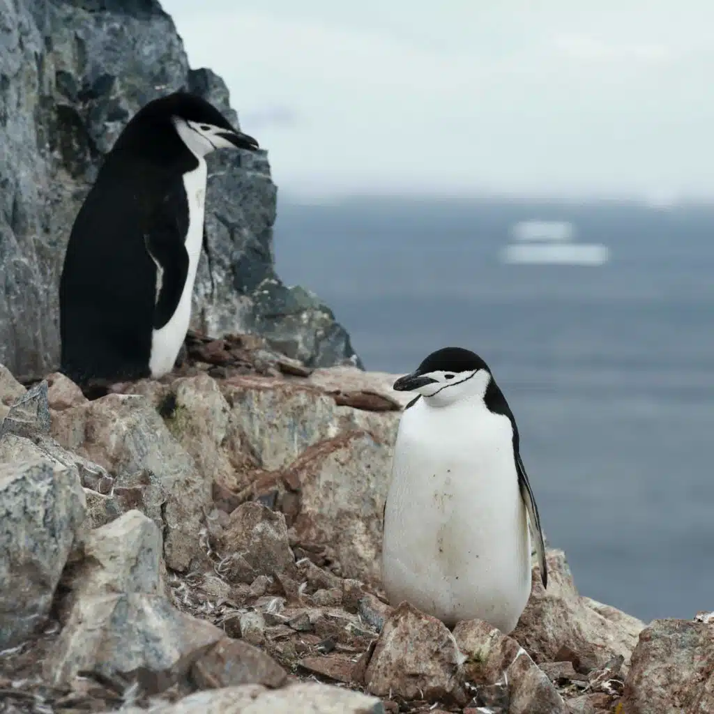 These Penguins Take 10,000 Little Naps A Day — Seconds At A Time