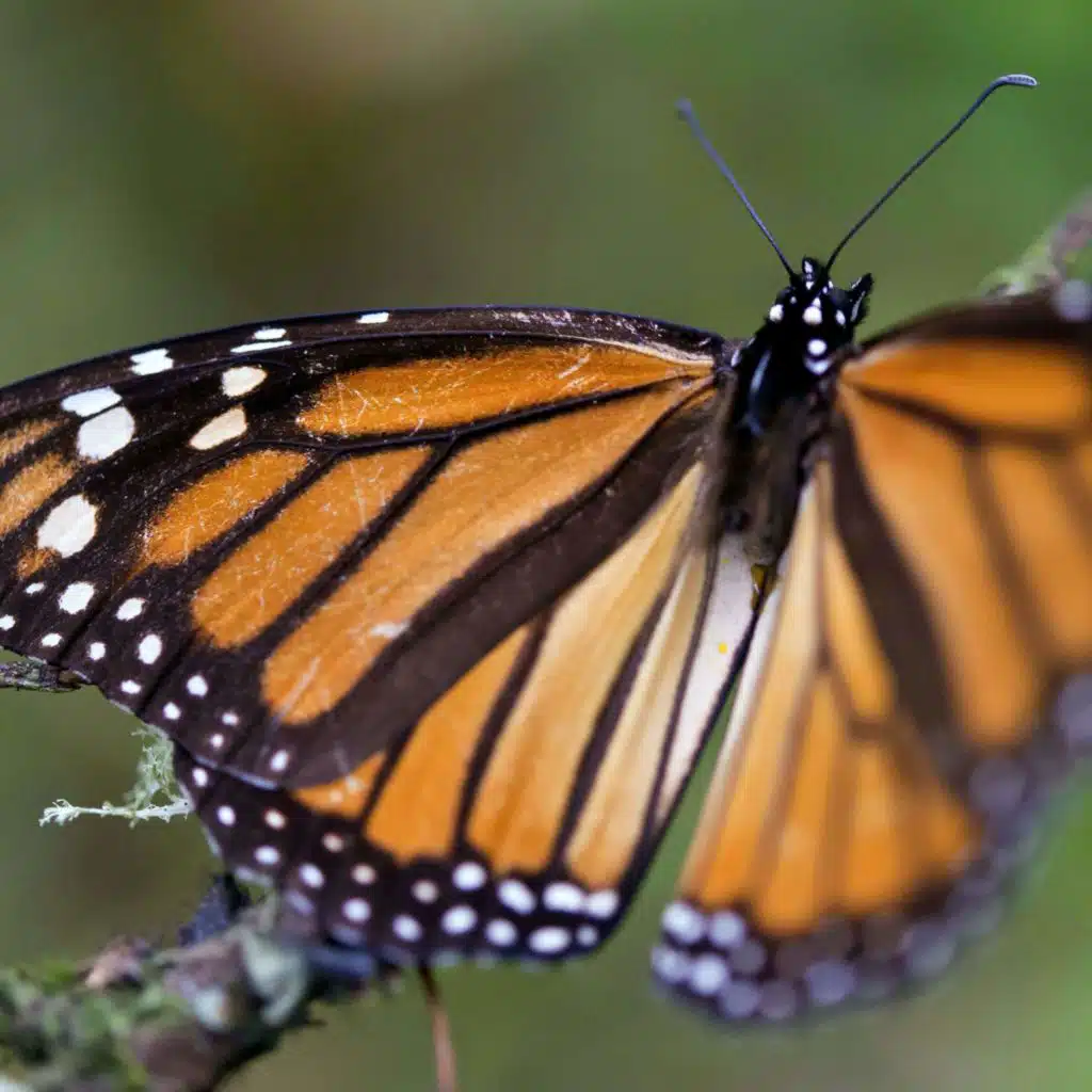 Butterflies Have Hearts In Their Wings. You Won't Believe Where They Have Eyes