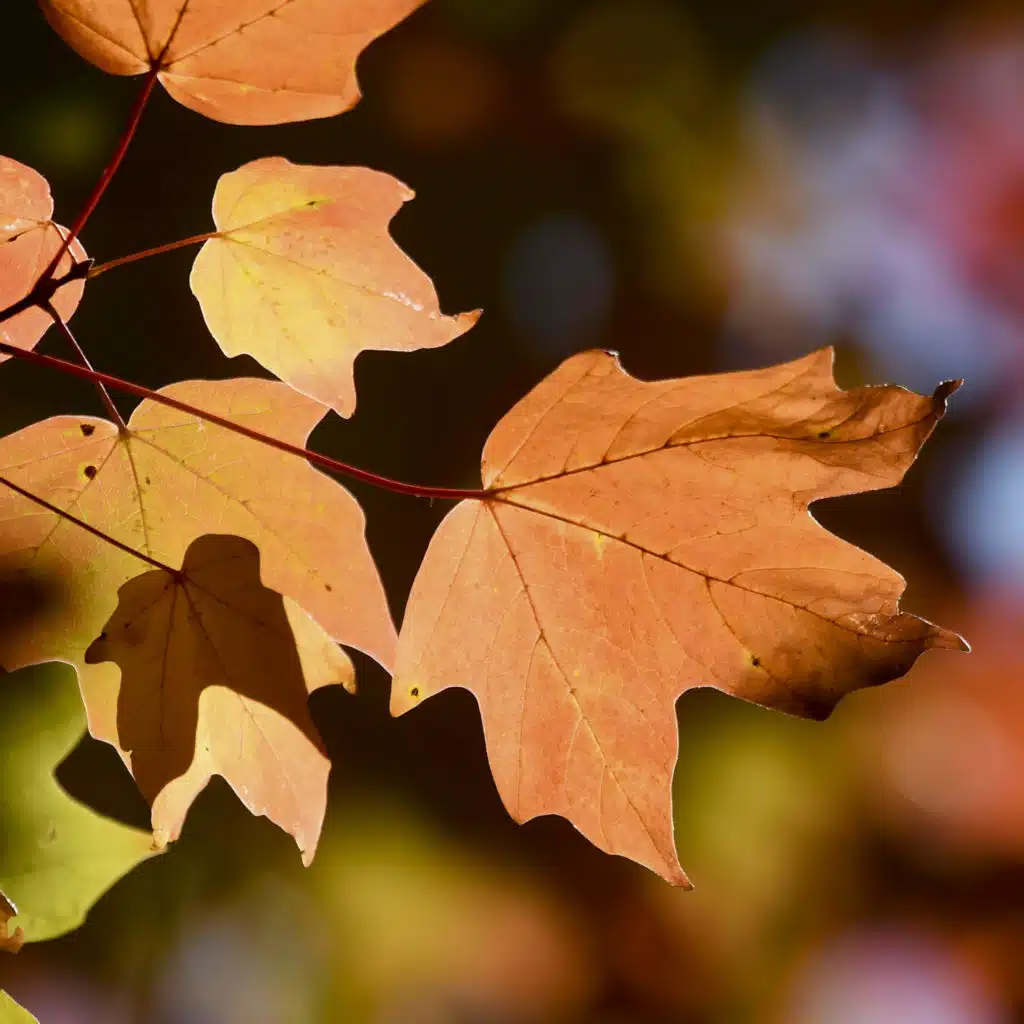 Micro Wave: Why Do Leaves Change Color During Fall?