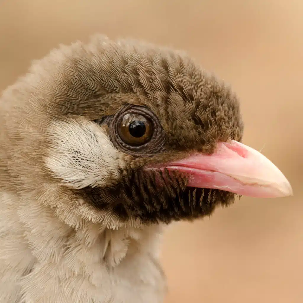 This Wild Bird Will Lead You To Honey On Command