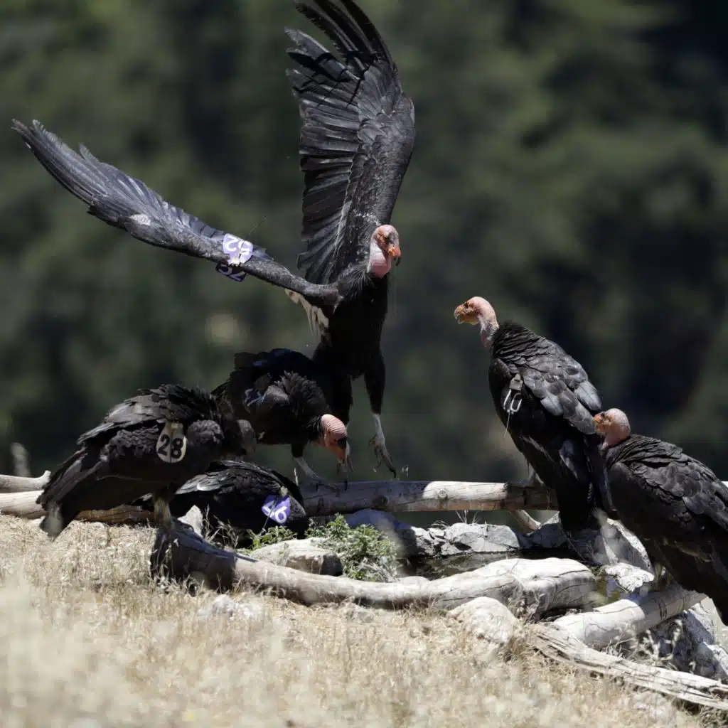 The Quest To Save The California Condor