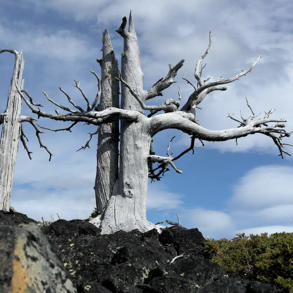 The Race To Save A Tree Species