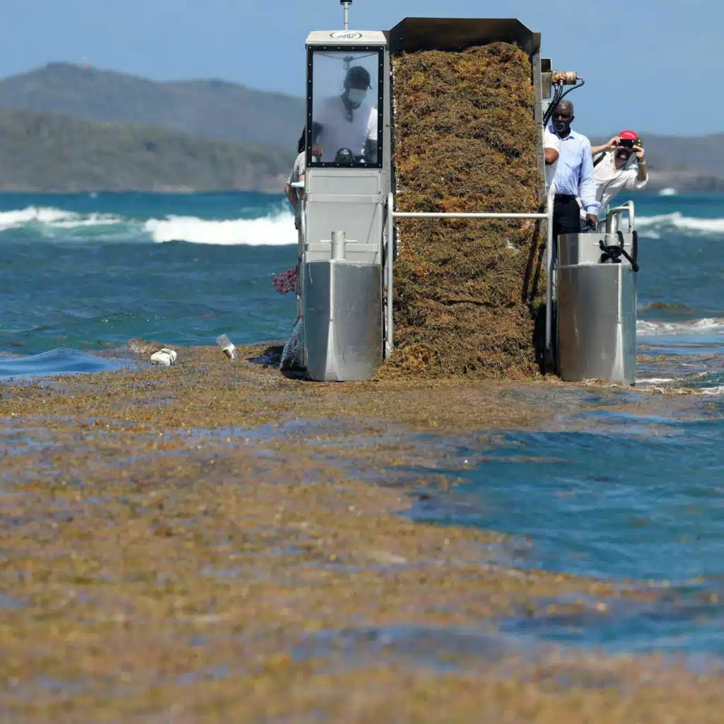 News Round Up: Algal Threats, An Asteroid With Life's Building Blocks And Bee Maps