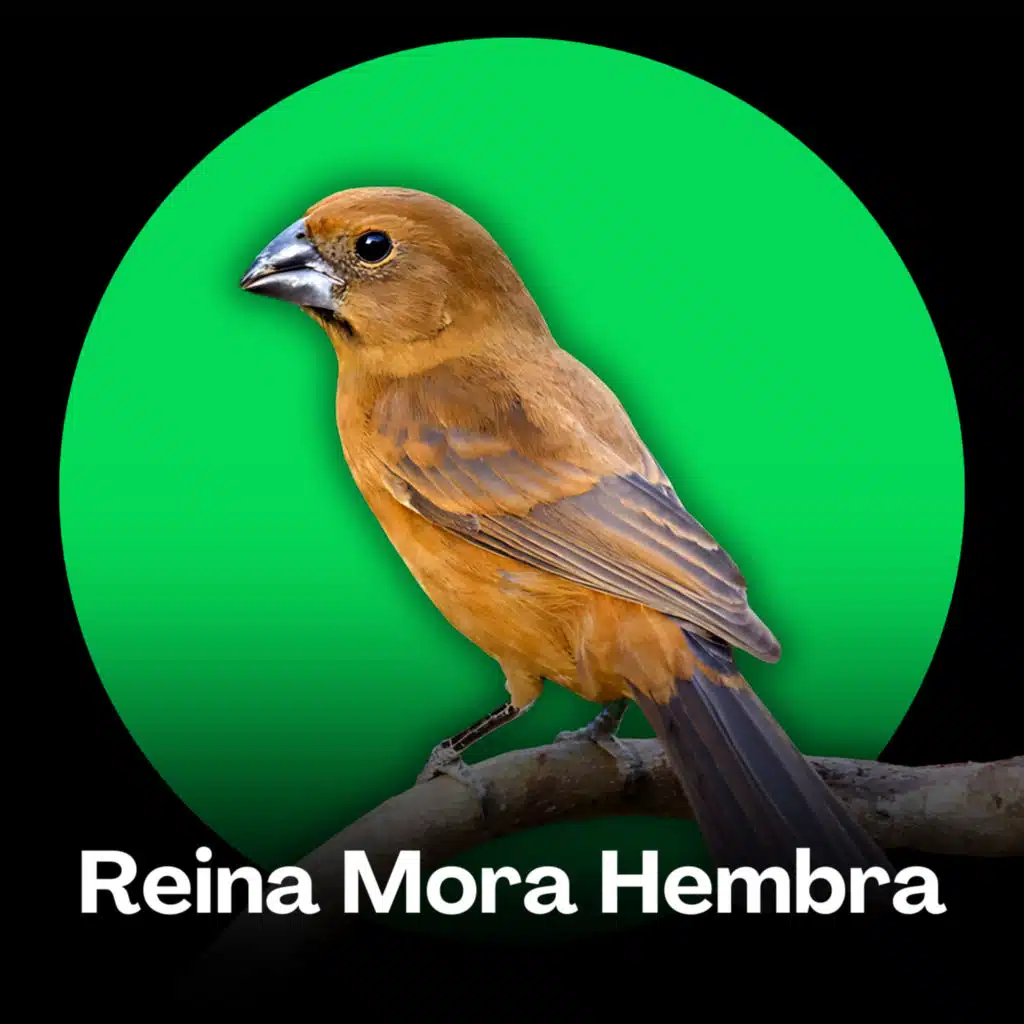 Reina Mora Hembra - Melodía del Bosque
