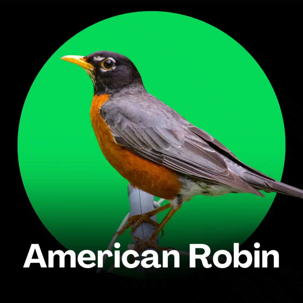 American Robin Songs (Melodies of Spring and Nature)